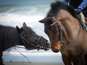 Marcie Lewis Photography horse and rider portraits. Horse licking another horses nose.