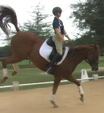 Company Spotlight: The Equestrian Journal Tilly