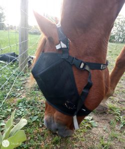 Equivzor Fly Protection from Protective Pet Solutions Review