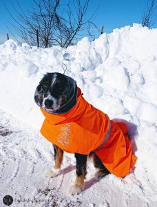 Keep your Active Dog Cozy with the Extreme Warmer from Hurtta North America