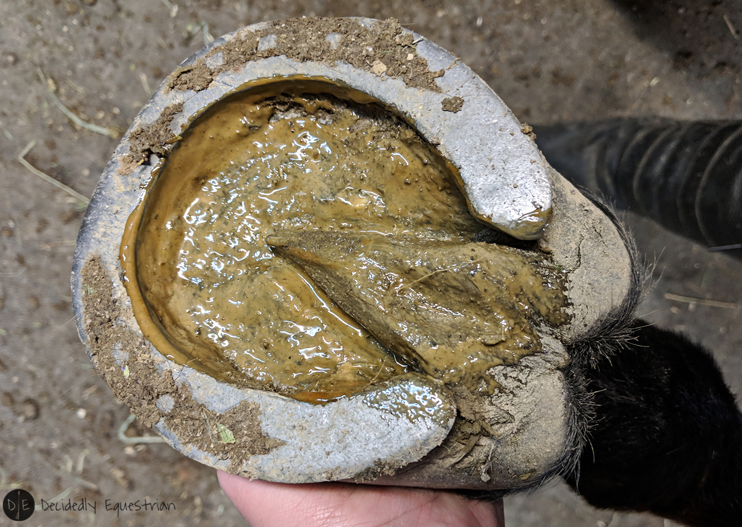 Elemental Equine Hoof Armour Review