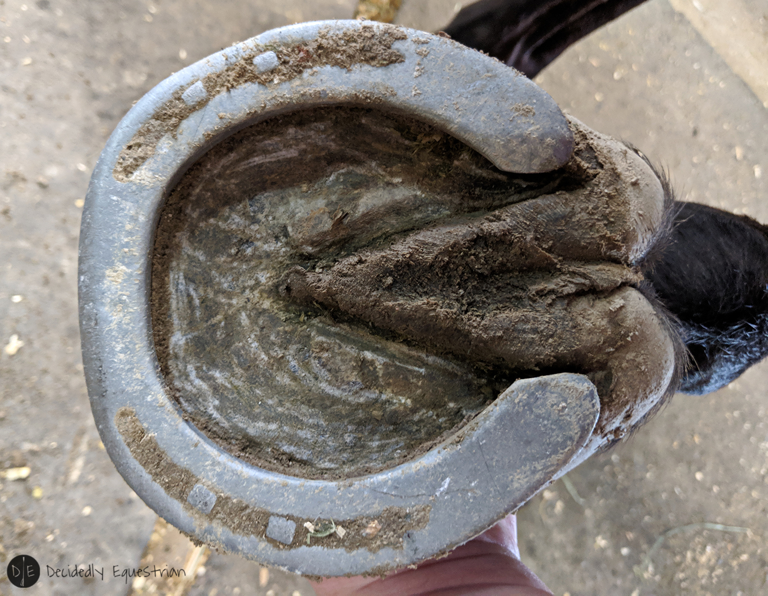Elemental Equine Hoof Armour Review