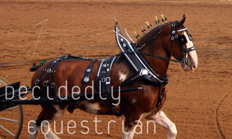 Draft Horse Classic 2014 Clydesdale single hitch