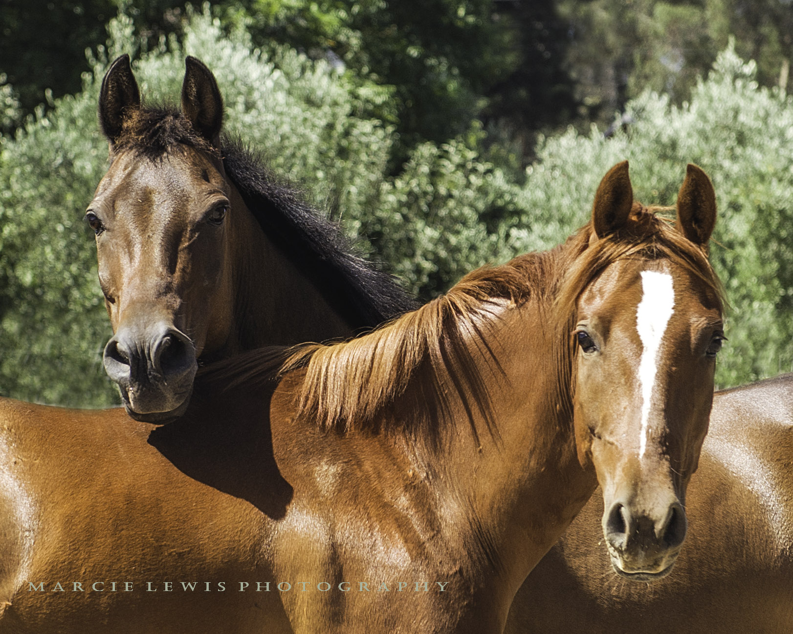 Marcie Lewis Photography horse portraits.