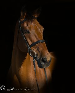 Marcie Lewis Photography horse portrait.