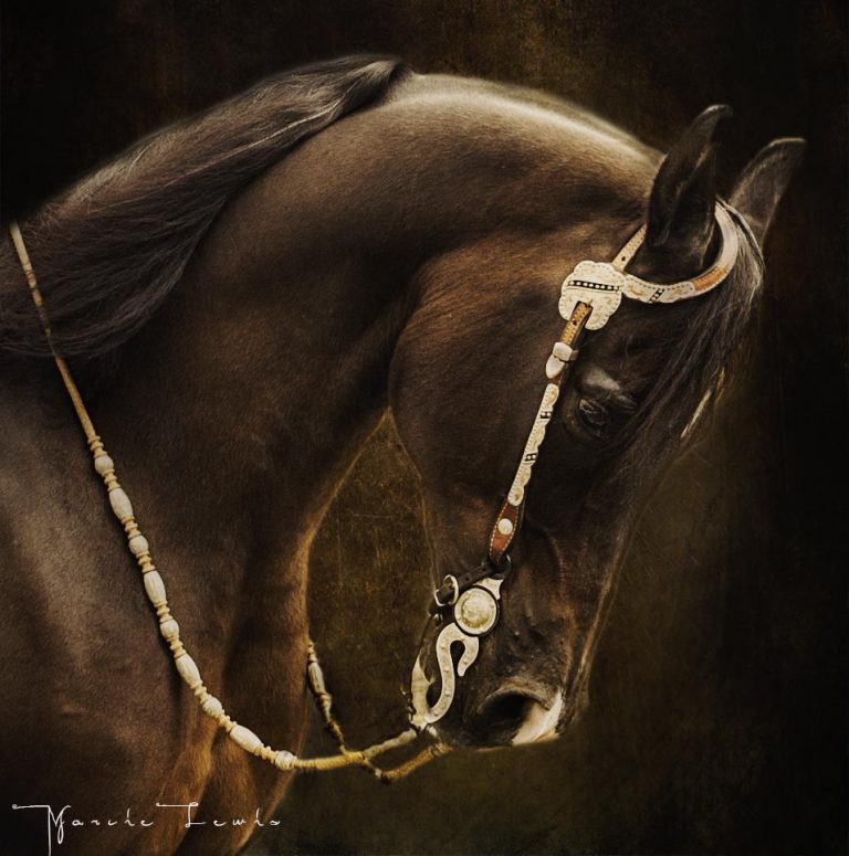 Marcie Lewis Photography western horse portrait.