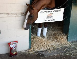 California Chrome - Pre-Race cookies - Bill Armstrong