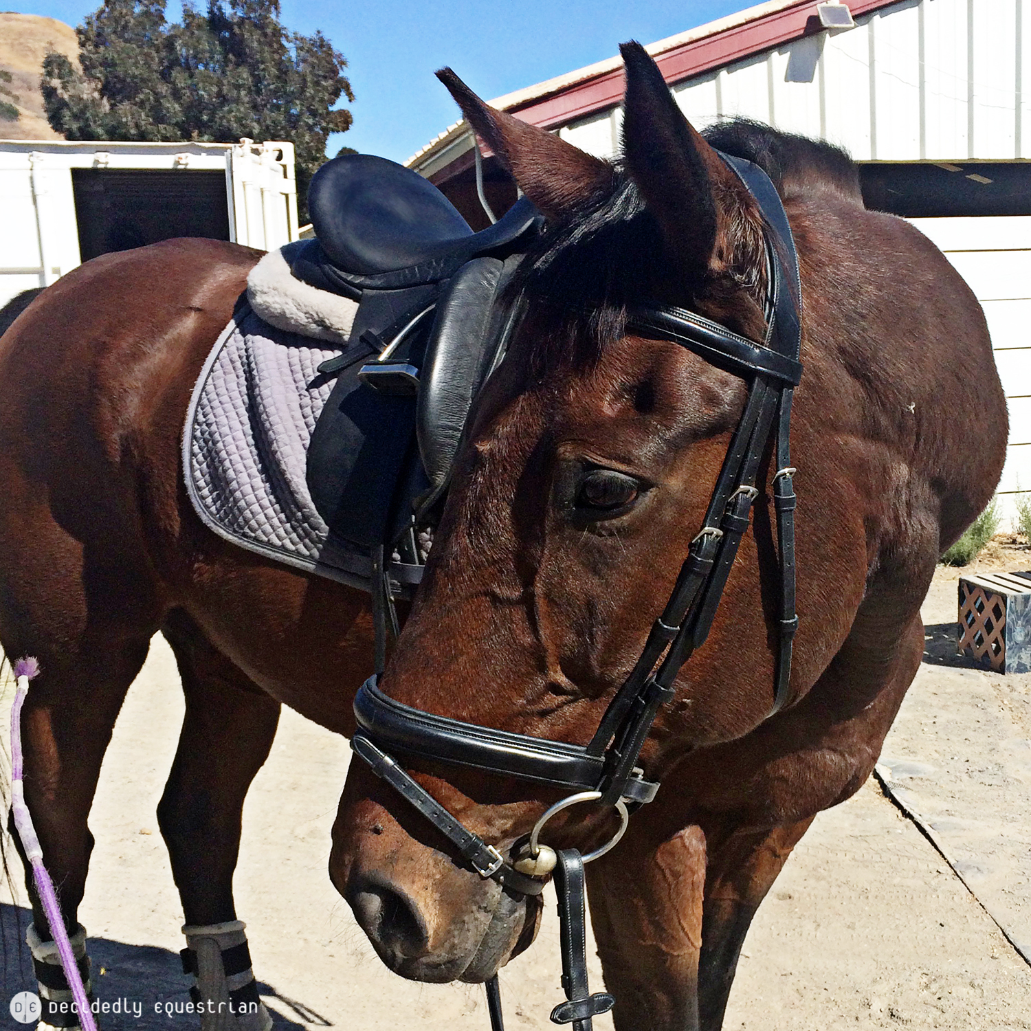 Lund Saddlery Dressage Bridle and Reins Review