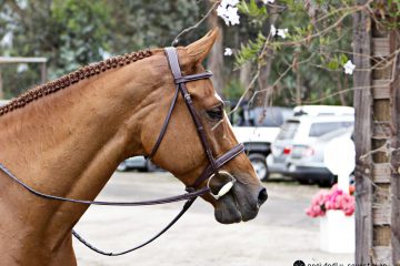 Giant Steps Charity Horse Show 2017