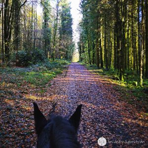 Finding Horses While Traveling - Ireland