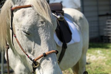 Knot Just Rope Hybrid Bitless Bridle Review