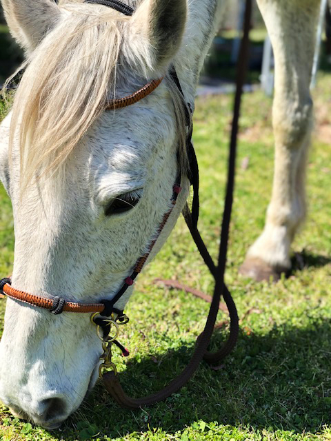 Knot Just Rope Hybrid Bitless Bridle Review