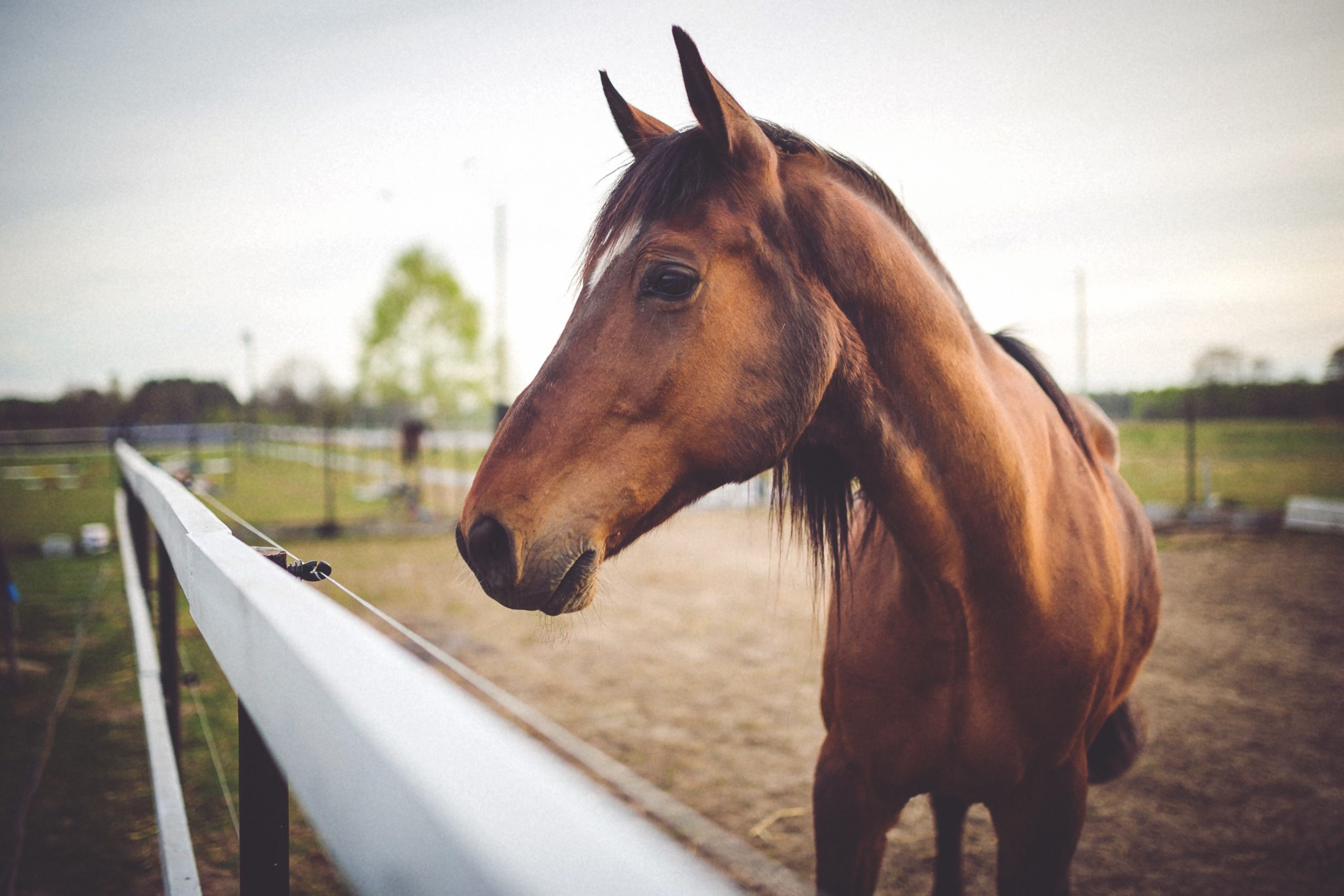 Equine Law Explained