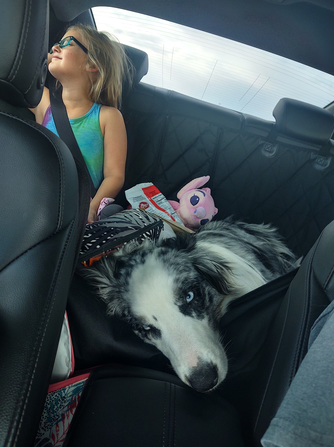 Canine "Roadtrip" Summer 2020 - What we used