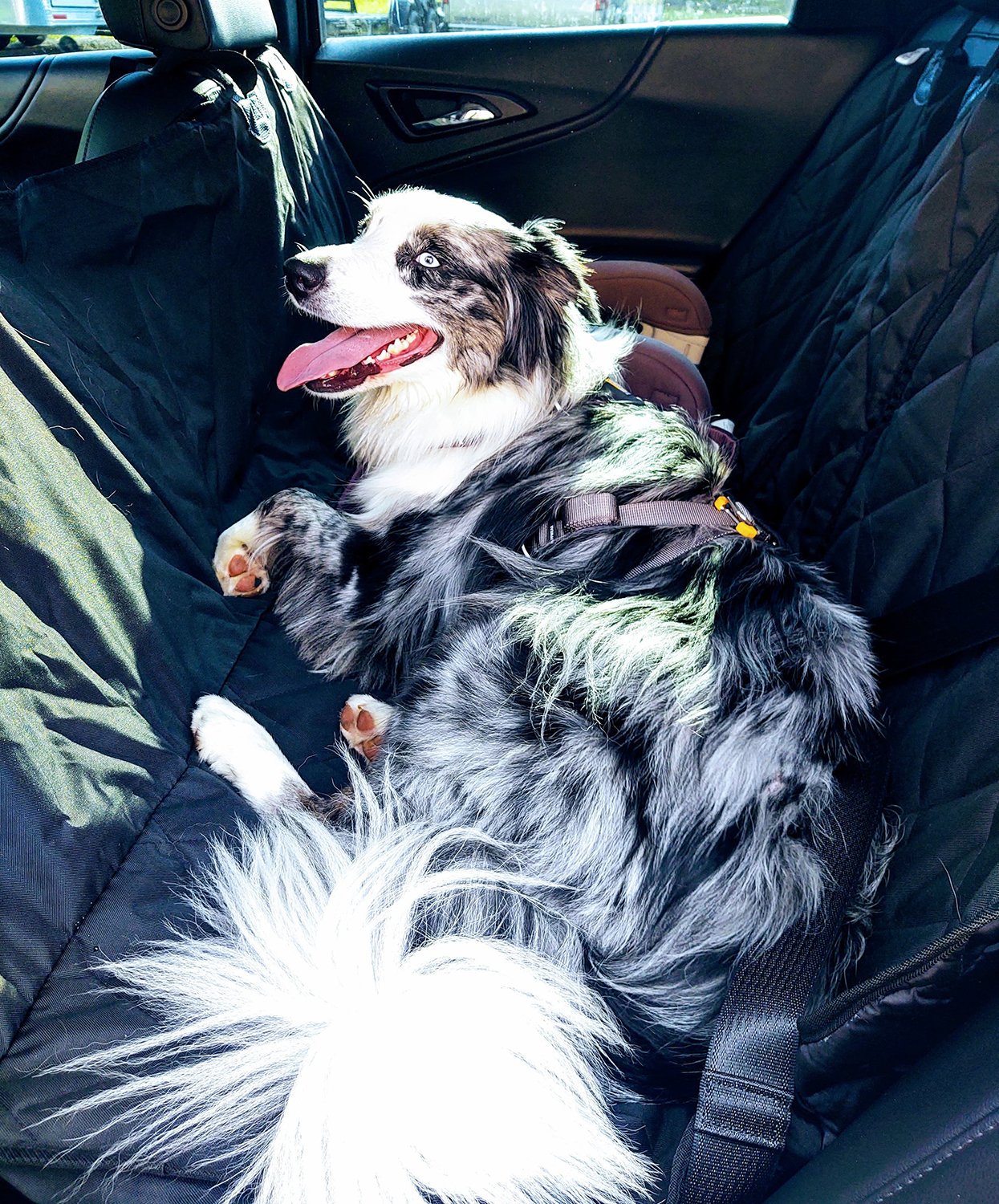 Canine "Roadtrip" Summer 2020 - What we used
