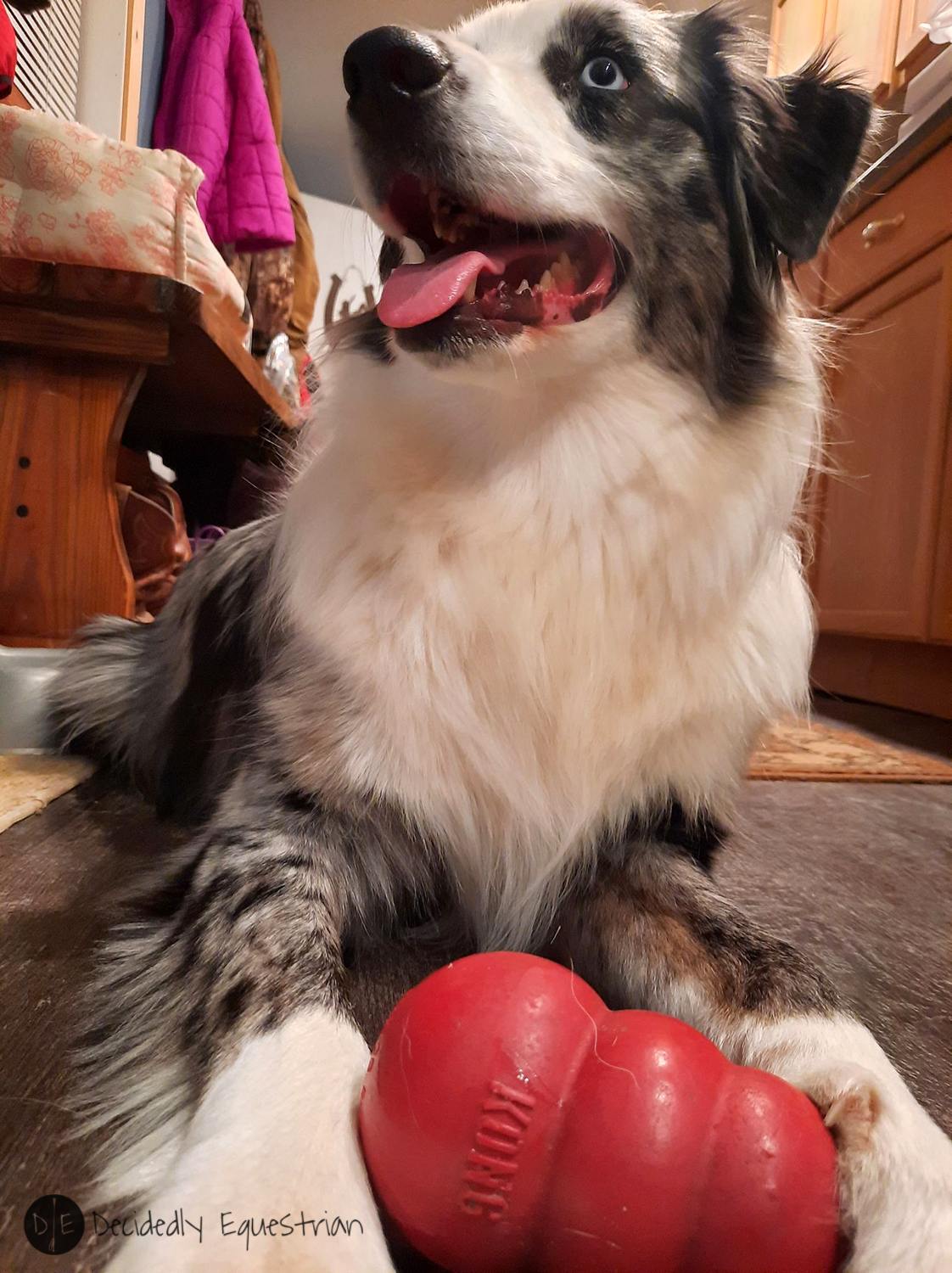 KONG Canine Subscription Box Review