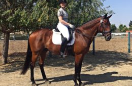 Everyday Equestrians: Rachel Masen