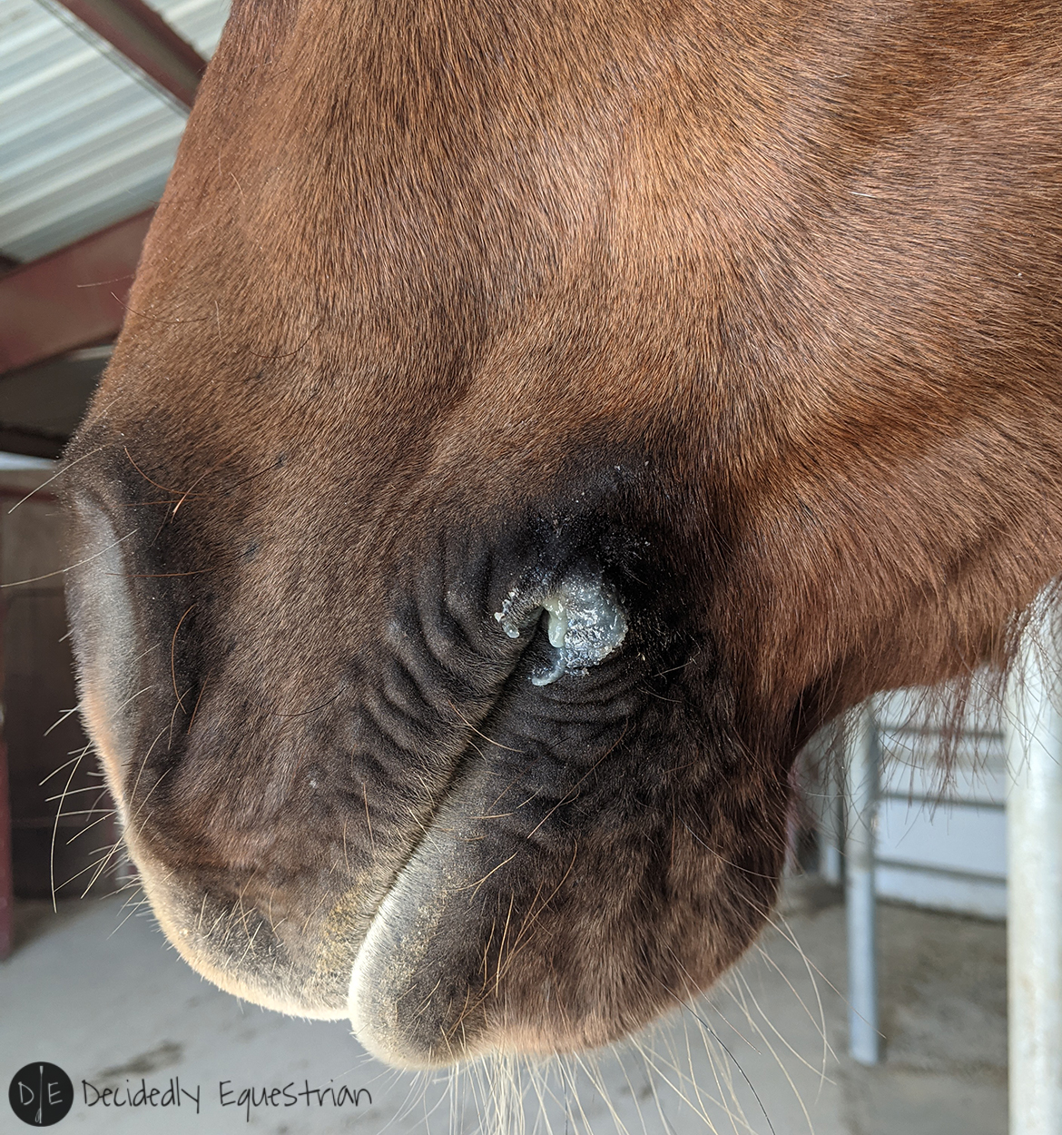 The Simple Equine Contact Comfort Review