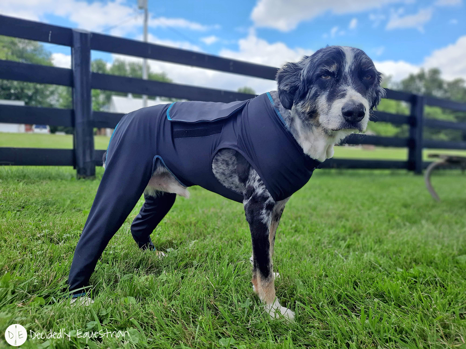 Benefab Canine Comfort Suit Review