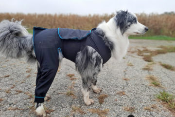 Benefab Canine Comfort Suit Review
