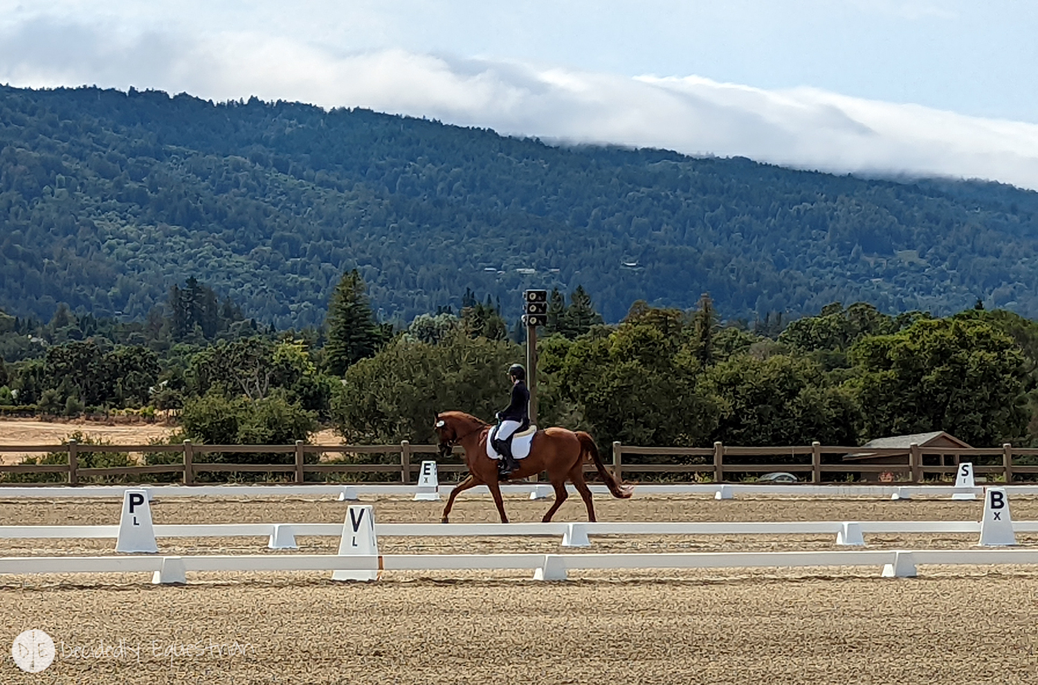 Decidedly Dressage: Taking the Longer View